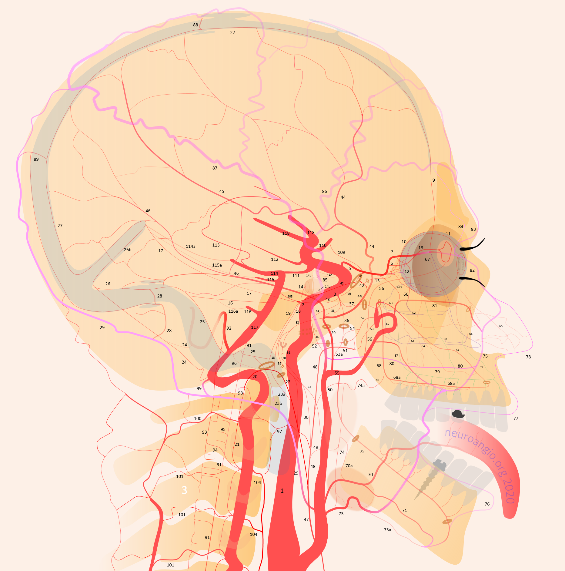 Spinal Vascular Anatomy Neuroangio Org