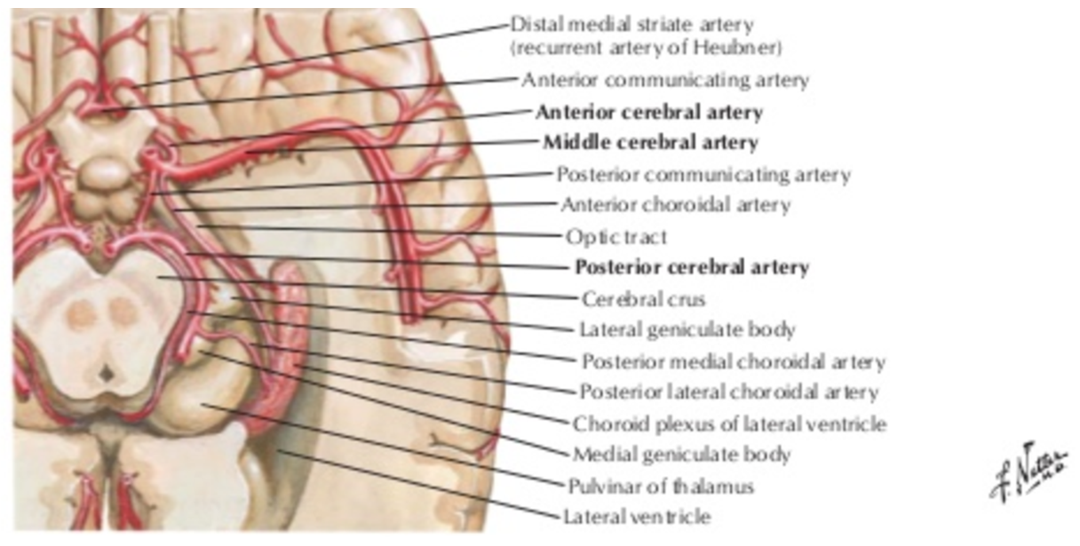 Frank Netter, M.D. posterior cerebral artery base