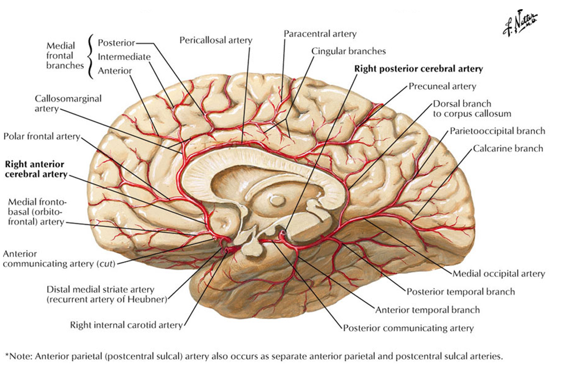 Posterior Cerebral Artery Neuroangio Org