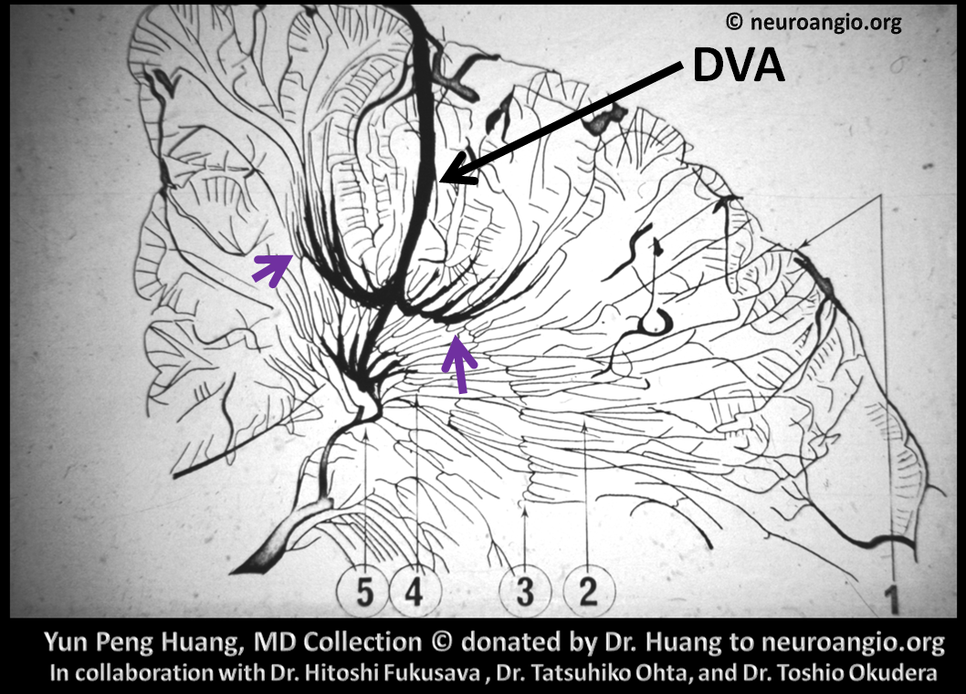 Patient Information DVA