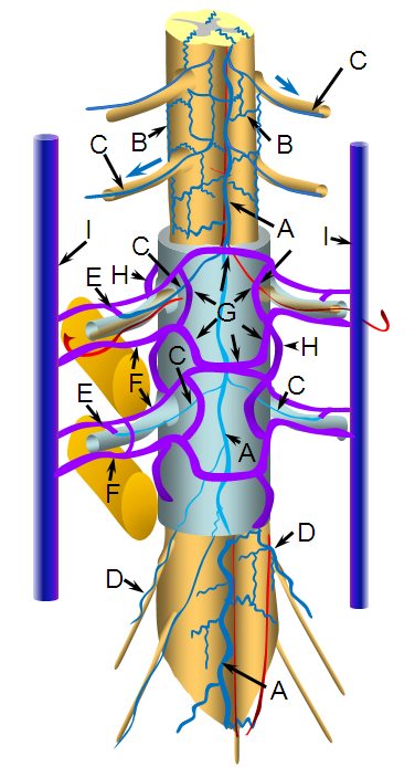 Spinal Vascular Anatomy Neuroangio Org