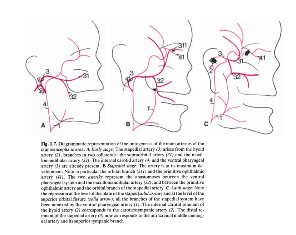 http://www.neuroangio.org/wp-content/uploads/Stapedial_Artery/Stapedial_Artery_0.png