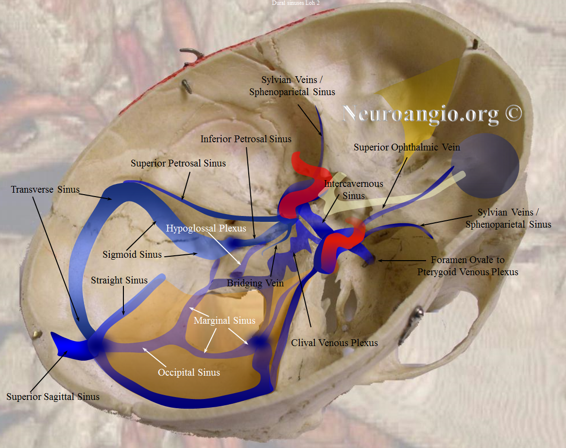 http://www.neuroangio.org/wp-content/uploads/Venous/V_cavernous_sinus_diagram.png