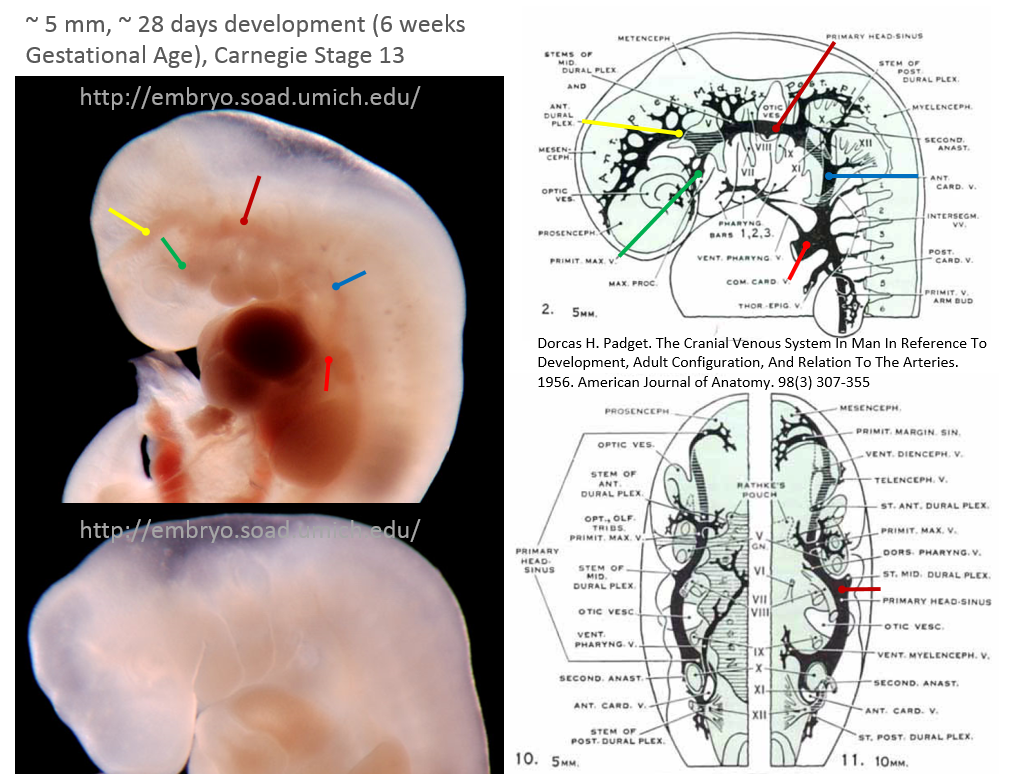 http://www.neuroangio.org/wp-content/uploads/Venous_Embryology/Venous_Embryology_neuroangio_10.PNG