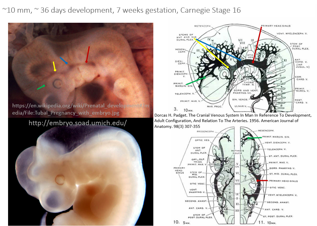 http://www.neuroangio.org/wp-content/uploads/Venous_Embryology/Venous_Embryology_neuroangio_11.PNG
