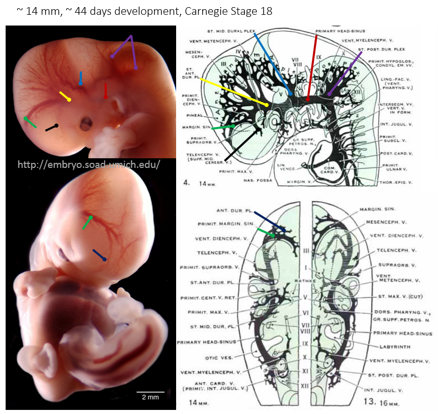 http://www.neuroangio.org/wp-content/uploads/Venous_Embryology/Venous_Embryology_neuroangio_12.PNG