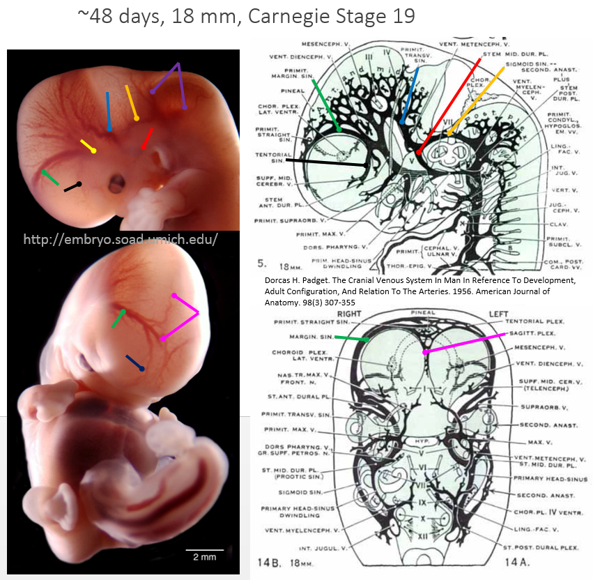 http://www.neuroangio.org/wp-content/uploads/Venous_Embryology/Venous_Embryology_neuroangio_13.PNG